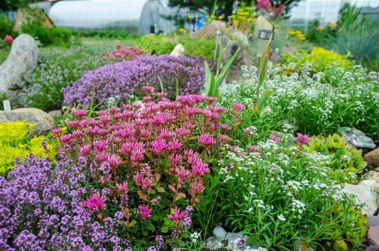 Kır Çiçeklerinin Ekimi ve Bakımı. Kır Çiçeği Bahçesi Nasıl Oluşturulur?