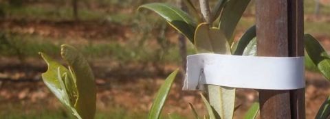 SIMES BİTKİ BAĞLAMA TABANCASI / MANUEL BİTKİ BAĞLAMA TABANCASI /  / 3820145